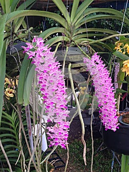 Foxtail orchid