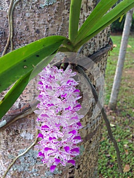 Foxtail orchid