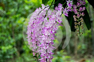 Foxtail orchid with full bloom