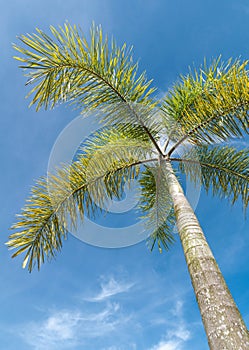 Foxtail Palm on blue sky