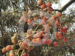 Foxtail palm fruit buch with mature seeds