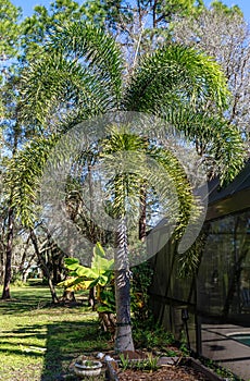 Foxtail Palm Tree in Sarasota, Florida