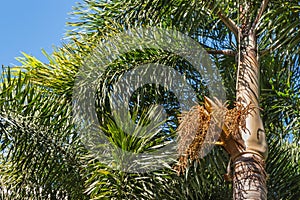 Foxtail palm tree trunk with seeds and leaves