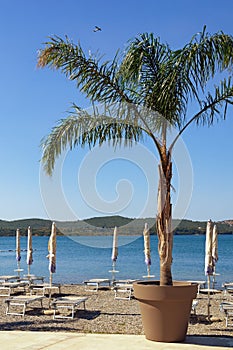 Foxtail palm tree Wodyetia bifurcata in giant flower pot on beach. Vacation concept. Montenegro, Tivat