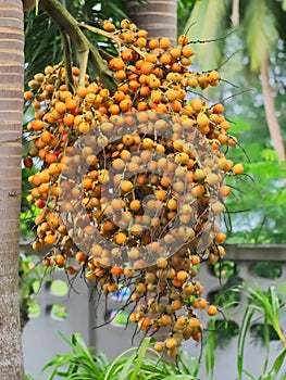 Foxtail palm tree or Wodyetia bifurcata's seed