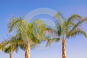 Foxtail palm trees  Wodyetia bifurcata  against  blue sky. Vacation concept