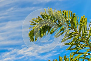 Foxtail palm (Wodyetia bifurcate A.K. Irvine) leaves under blue