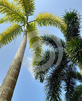 Foxtail palms on the background of blue sky on Koh Samui in Thailand.