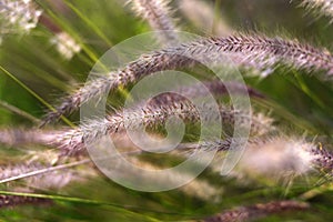 Foxtail weed grass flowers, Nature blurred background. Cute, evening.