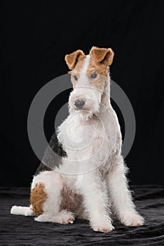 Fox terrier dog sitting on black background