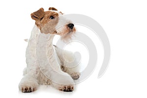 Adult fox terrier dog lying on white background