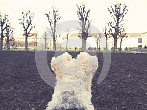 Foxterrier