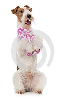 Foxterrier dog with a gift