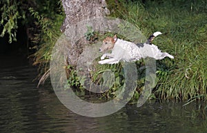 Foxterrier dog jumping into the water
