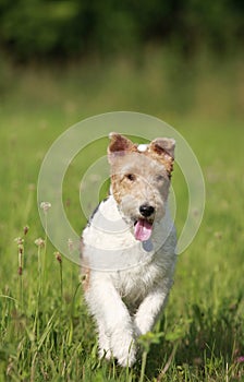 Foxterrier dog running in the meadow