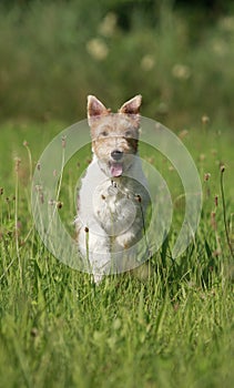 Foxterrier dog running in the meadow