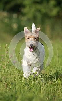Foxterrier dog running in the meadow