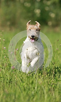 Foxterrier dog running in the meadow