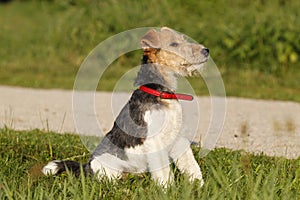 Foxterrier dog sitting in the meadow