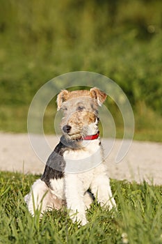 Foxterrier dog sitting in the meadow