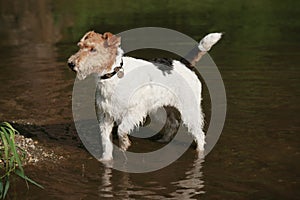 Foxterrier dog standing in the water