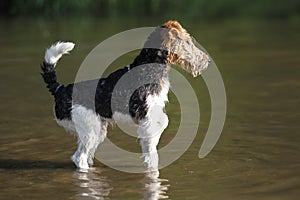Foxterrier dog standing in the water