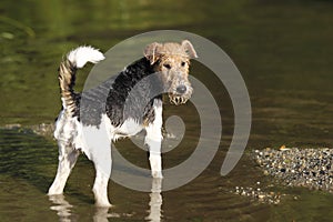 Foxterrier dog standing in the water