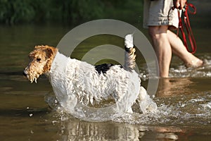 Foxterrier dog walking in lake