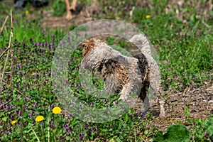 Foxterrier dog wet from the river swim observing a fly on a flower