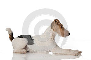 Foxterrier dog on white background
