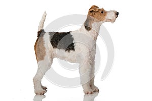 Foxterrier dog on white background