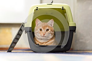 Foxy cat inside plastic carrier box, travel with cat