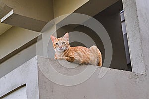 Foxy cat is sitting