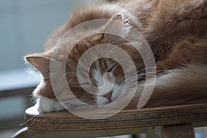 Foxy cat sleeping