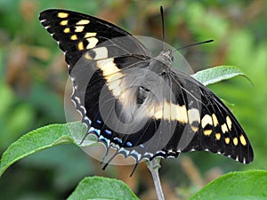Foxy Charaxes Butterfly
