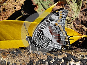 Foxy Charaxes butterfly