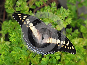 Foxy Charaxes Butterfly on leaf