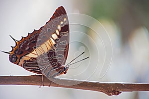 Foxy Charaxes. Charaxes jasius saturnus 6412