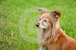 Foxy dog in garden