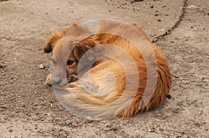 A foxy dog looks down