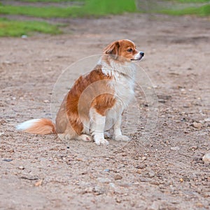 Foxy dog sitting on the road and looks for his owner