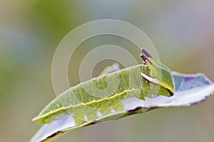 Foxy Emperor (Charaxes jasius)