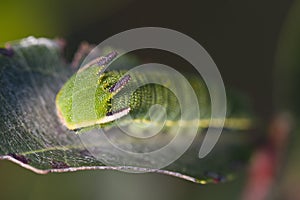 Foxy Emperor (Charaxes jasius)