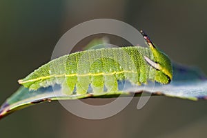 Foxy Emperor (Charaxes jasius)