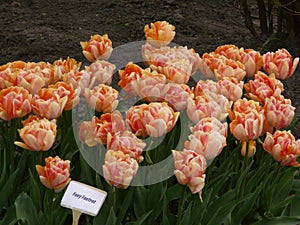 Foxy Foxtrot tulips. Peony tulips of delicate pink and orange shades.