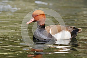 Foxy head duck Netta rufina