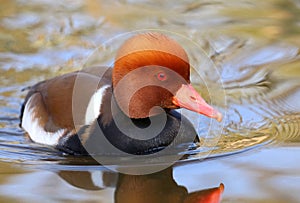 Foxy head duck Netta rufina