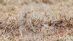 Foxy Lark in Arid Field