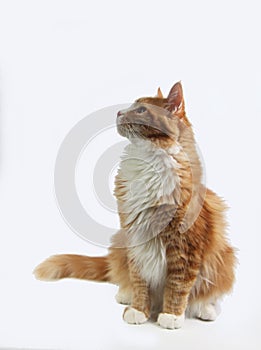 Foxy Maine Coon sitting on white background. Image contains copy space