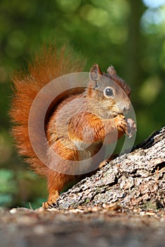 Foxy squirrel photo